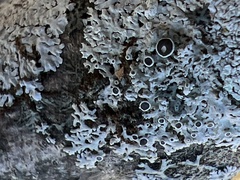 Physcia millegrana