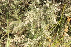 Leptospermum lanigerum