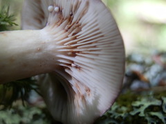 Lactarius uvidus acystidiosus