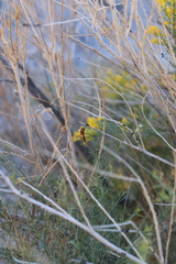 Euodynerus pratensis