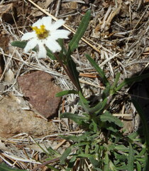 Melampodium cinereum