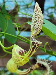 Aristolochia surinamensis