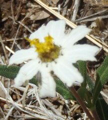 Melampodium cinereum