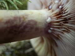 Lactarius uvidus acystidiosus