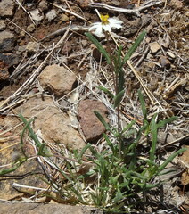 Melampodium cinereum