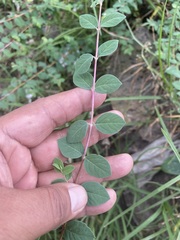 Symphoricarpos microphyllus