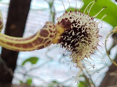 Aristolochia surinamensis