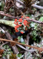 Cladonia floerkeana