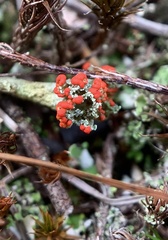 Cladonia floerkeana
