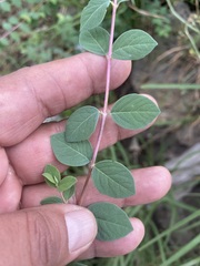 Symphoricarpos microphyllus