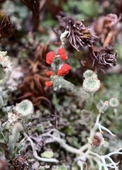 Cladonia floerkeana