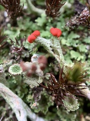 Cladonia floerkeana