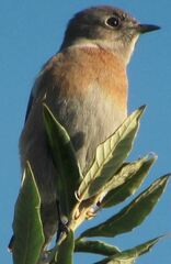Sialia mexicana