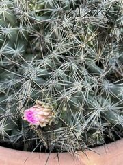 Coryphantha macromeris