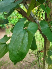 Aristolochia surinamensis