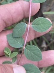 Symphoricarpos microphyllus