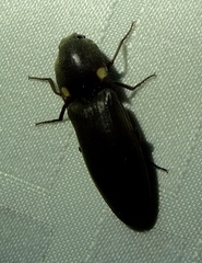 Vesperelater arizonicus