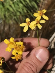 Coreocarpus arizonicus