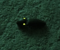 Vesperelater arizonicus