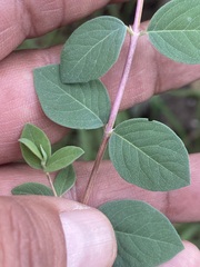 Symphoricarpos microphyllus
