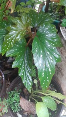 Begonia maculata