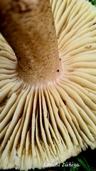 Tricholoma saponaceum