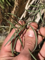 Coreocarpus arizonicus