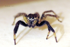 Asaphobelis physonychus