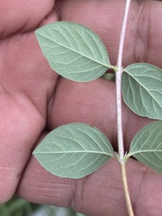 Symphoricarpos microphyllus