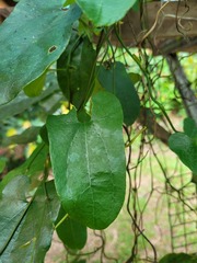 Aristolochia surinamensis