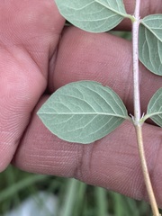 Symphoricarpos microphyllus