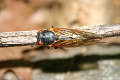 Magicicada septendecim