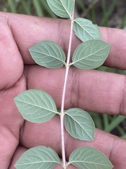 Symphoricarpos microphyllus