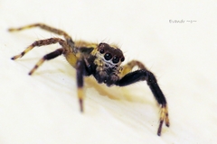 Asaphobelis physonychus
