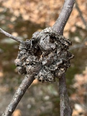 Callirhytis quercuspunctata