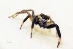 Asaphobelis physonychus