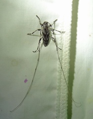 Acanthocinus angulosus