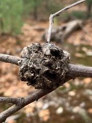 Callirhytis quercuspunctata