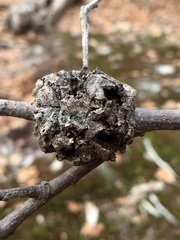 Callirhytis quercuspunctata