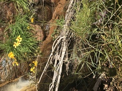 Coreocarpus arizonicus