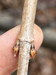 Viburnum opulus americanum