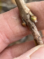 Viburnum opulus americanum