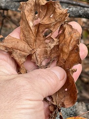 Viburnum opulus americanum