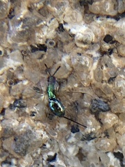 Torymidae