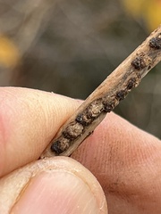Viburnum opulus americanum