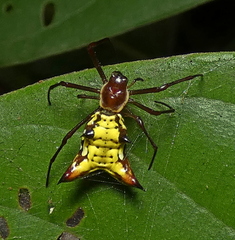 Micrathena fissispina