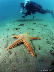 Astropecten aranciacus