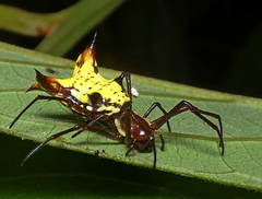 Micrathena fissispina