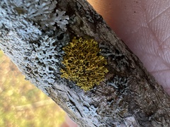 Xanthomendoza weberi