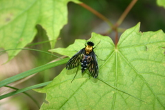 Chrysopilus thoracicus